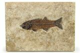 Uncommon Fish Fossil (Mioplosus) - Wyoming #275199-1